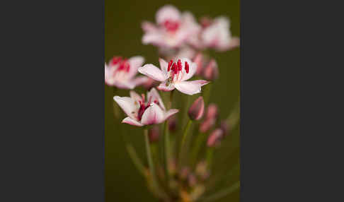 Schwanenblume (Butomus umbellatus)