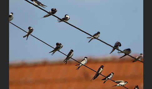 Rauchschwalbe (Hirundo rustica)