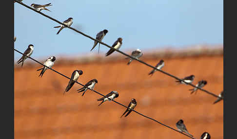 Rauchschwalbe (Hirundo rustica)