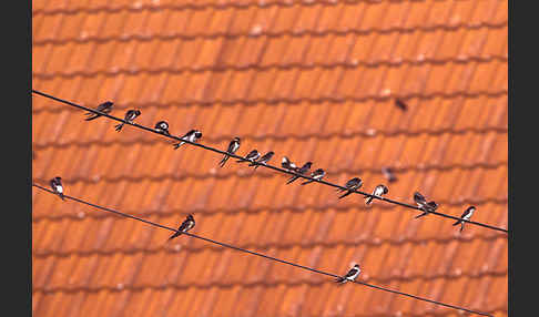 Rauchschwalbe (Hirundo rustica)