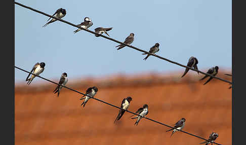 Rauchschwalbe (Hirundo rustica)