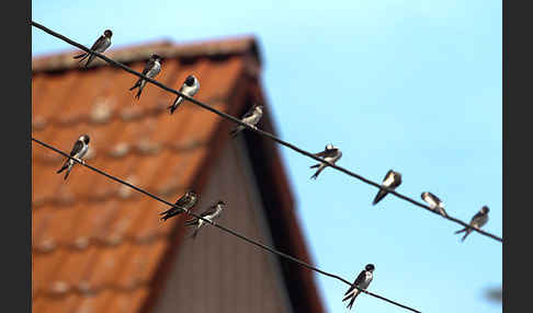 Rauchschwalbe (Hirundo rustica)