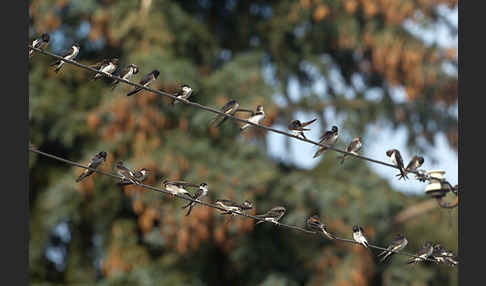 Rauchschwalbe (Hirundo rustica)