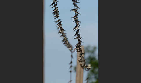 Rauchschwalbe (Hirundo rustica)