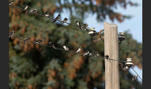 Rauchschwalbe (Hirundo rustica)