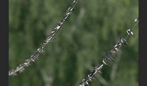 Rauchschwalbe (Hirundo rustica)