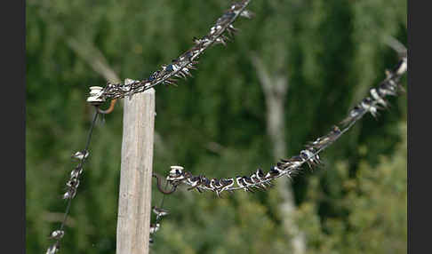 Rauchschwalbe (Hirundo rustica)