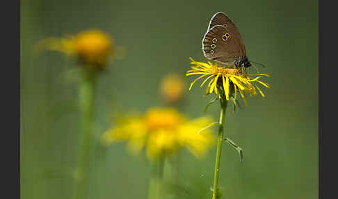 Schornsteinfeger (Aphantopus hyperantus)