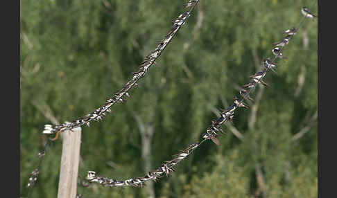 Rauchschwalbe (Hirundo rustica)