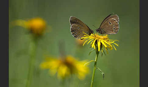 Schornsteinfeger (Aphantopus hyperantus)