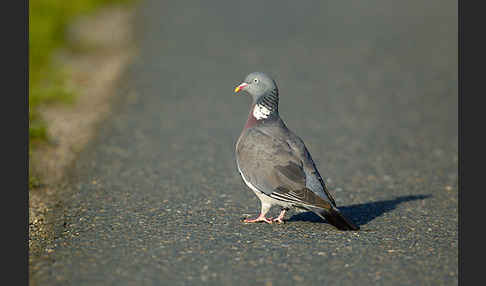 Ringeltaube (Columba palumbus)