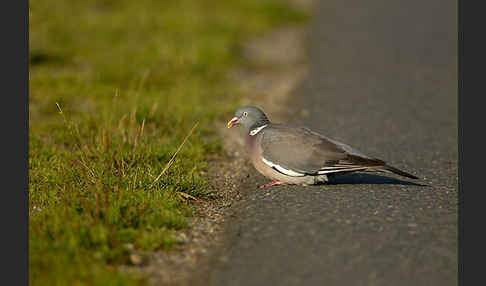 Ringeltaube (Columba palumbus)