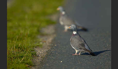 Ringeltaube (Columba palumbus)