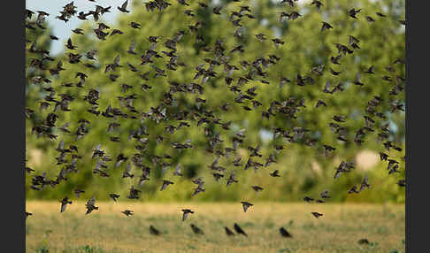 Star (Sturnus vulgaris)