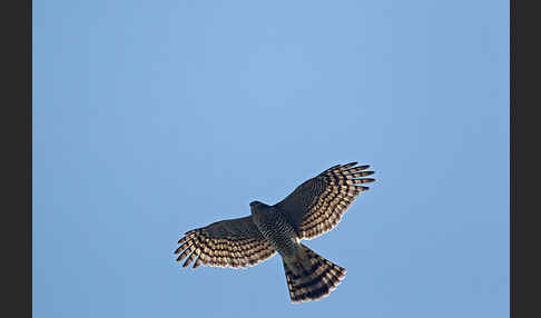 Sperber (Accipiter nisus)