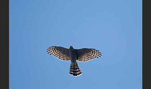 Sperber (Accipiter nisus)