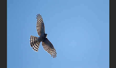 Sperber (Accipiter nisus)