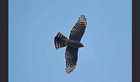 Sperber (Accipiter nisus)