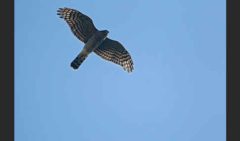 Sperber (Accipiter nisus)