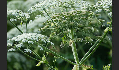 Riesen-Bärenklau (Heracleum mantegazzianum)