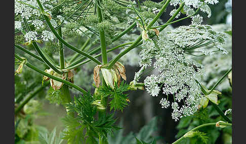 Riesen-Bärenklau (Heracleum mantegazzianum)