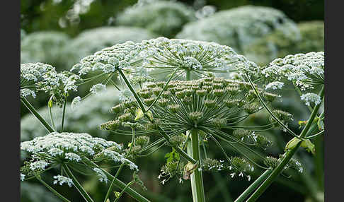 Riesen-Bärenklau (Heracleum mantegazzianum)