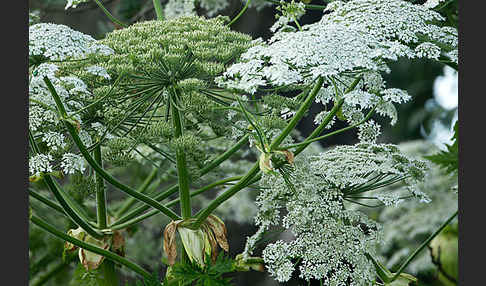 Riesen-Bärenklau (Heracleum mantegazzianum)