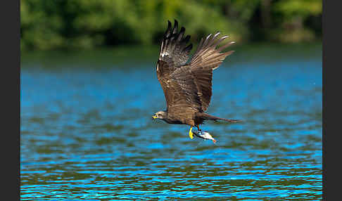 Schwarzmilan (Milvus migrans)