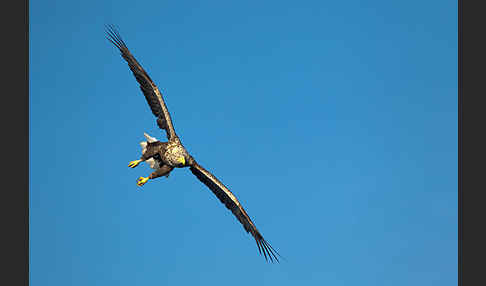 Seeadler (Haliaeetus albicilla)