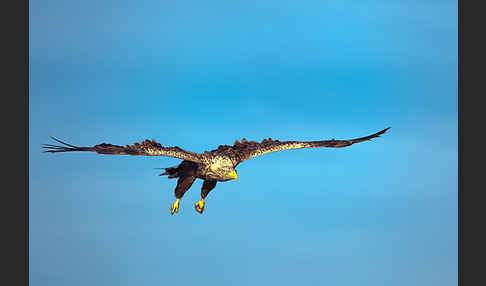 Seeadler (Haliaeetus albicilla)