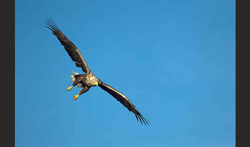 Seeadler (Haliaeetus albicilla)