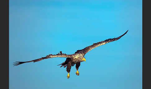 Seeadler (Haliaeetus albicilla)