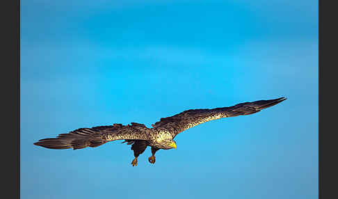 Seeadler (Haliaeetus albicilla)