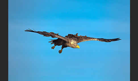 Seeadler (Haliaeetus albicilla)