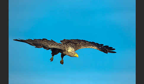 Seeadler (Haliaeetus albicilla)