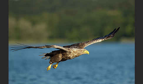 Seeadler (Haliaeetus albicilla)