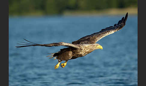 Seeadler (Haliaeetus albicilla)