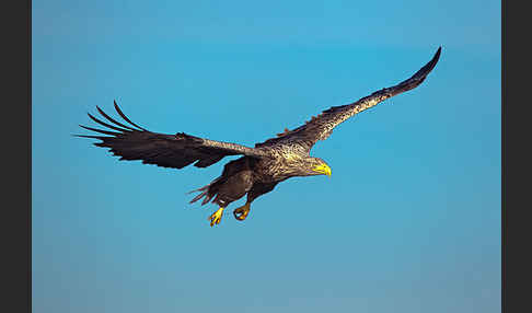 Seeadler (Haliaeetus albicilla)