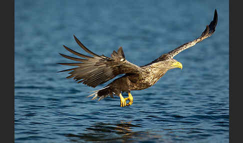 Seeadler (Haliaeetus albicilla)