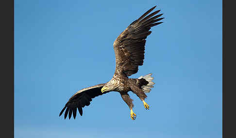 Seeadler (Haliaeetus albicilla)