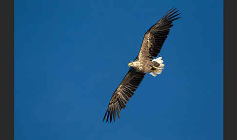 Seeadler (Haliaeetus albicilla)