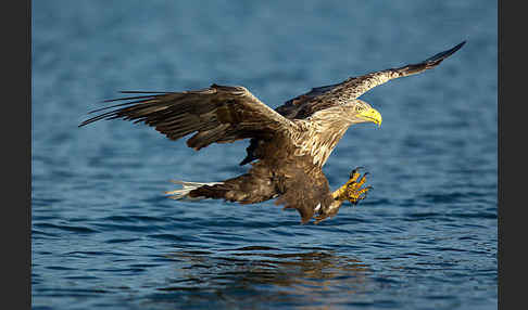 Seeadler (Haliaeetus albicilla)