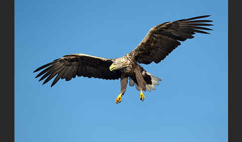 Seeadler (Haliaeetus albicilla)