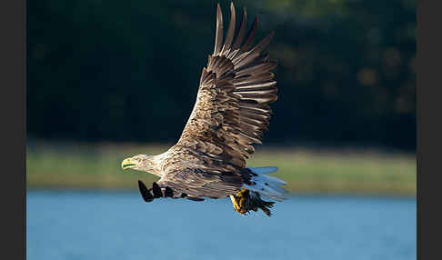 Seeadler (Haliaeetus albicilla)