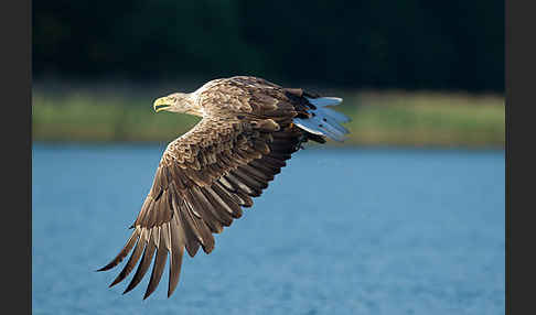 Seeadler (Haliaeetus albicilla)