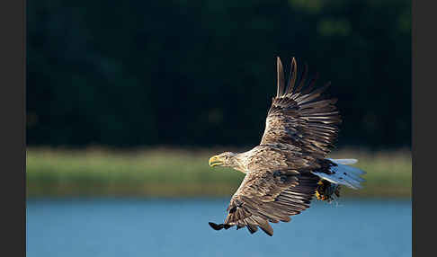 Seeadler (Haliaeetus albicilla)