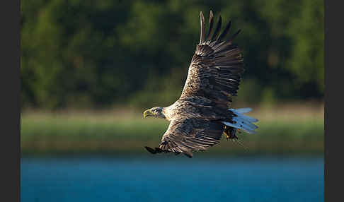 Seeadler (Haliaeetus albicilla)