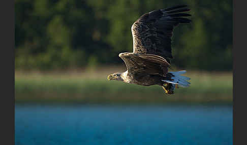 Seeadler (Haliaeetus albicilla)