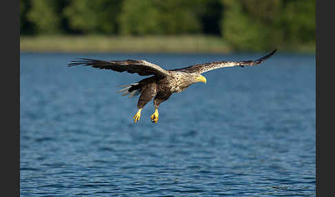 Seeadler (Haliaeetus albicilla)