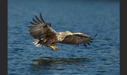 Seeadler (Haliaeetus albicilla)